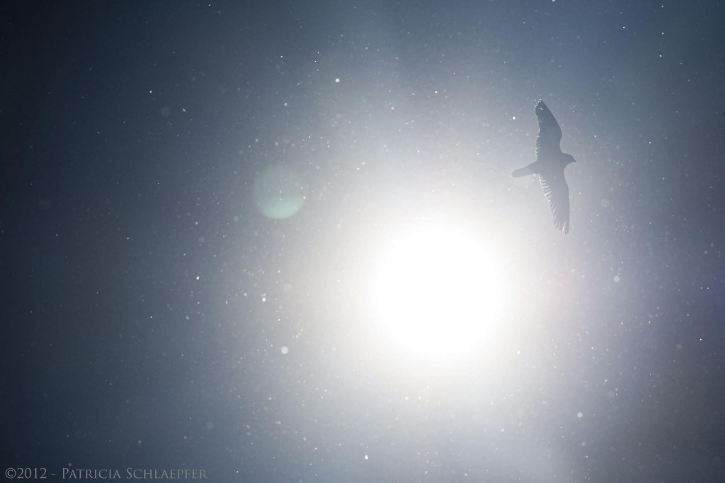 Le vol d'une forme de pélerin dans le médian du soleil © 2012 - Patricia Schlaepfer 